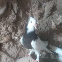 کفتر طوقی