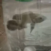 یک عدد اسکار سلطنتی|ماهی|تربت‌حیدریه, کوی شهید احمدزاده ملکی|دیوار