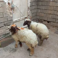 بره نروماده عراقی اصل