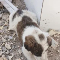 واگذاری توله سگ