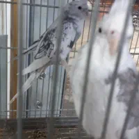 جفت عروس هلندی گرینچیک کوتوله قناری مولدهمه رنگ|پرنده|برخوار, |دیوار