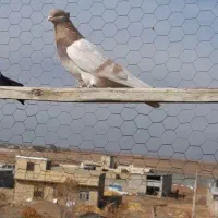 ماده زردخط دار