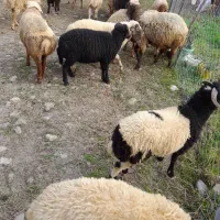 فروش گوسفند بره نر و ماده