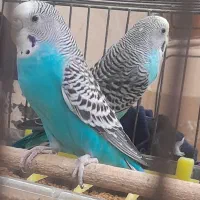 مرغ عشق سینه آسمانی