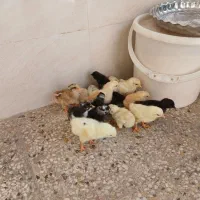 جوجه یک هفته ای