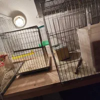 قفس ۵۲ و ۴۲|لوازم جانبی حیوانات|شیراز, بریجستون|دیوار