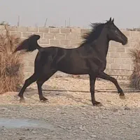 اسب مشکی|اسب و تجهیزات اسبسواری|بستک, |دیوار