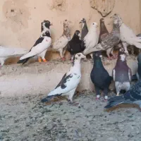 کفتر پلاکی|پرنده|شیراز, پانصد دستگاه ارتش|دیوار