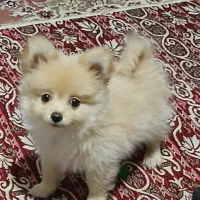 سگ پامر خرسی عروسکی