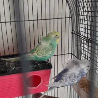 مرغ عشق پروانهای|پرنده|رباطکریم, رباطکریم|دیوار