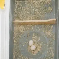 فروش جفت عروس هلندی مولد|پرنده|سوسنگرد, |دیوار