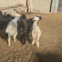 فروش بره قلمه