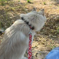 پامر روبایی|سگ|کرمان, |دیوار