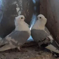 پنج جفت بلژیکی اصل سالم وسرحال وزیبا وجوجه دوست