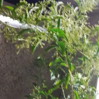 یک عدد گل شب بو|گل و گیاه طبیعی|زنجان, |دیوار