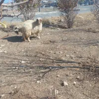 میش وشک|حیوانات مزرعه|ایلام, |دیوار