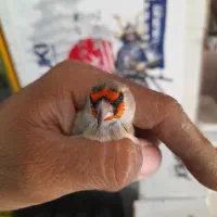 سهره کرمانی ابروسفیدگل درشت