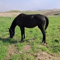 مادیان کرد|اسب و تجهیزات اسب‌سواری|کرمانشاه, |دیوار