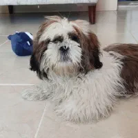 نر هستش