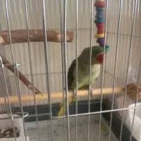 شاه طوطی نر