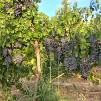 فروش باغ انگور داربستی.بادام. گردو.وزمین|فروش زمین و ملک کلنگی|بیلوار, |دیوار