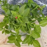 گل طبیعی|گل و گیاه طبیعی|بروجرد, |دیوار