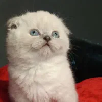 بچه گربه اسکاتیش