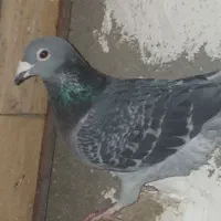 دوبر دمیری ماده