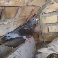 چاپی ماده