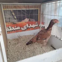 واگذاری