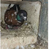 شتری نقش افغان
