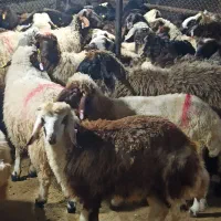 قصاب عقیقه  زنده کردستانی کم چربی گوسفندوبز سرد