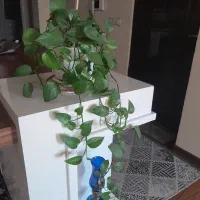 گل پتوس..ابلق و سبز