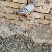 کفتر فروشی