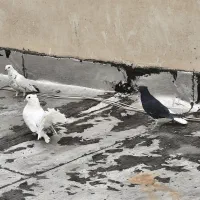 کبوتر|پرنده|شاهینشهر, شهرک گلدیس|دیوار