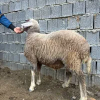 گوشت تازه بره نر|حیوانات مزرعه|بهشهر, |دیوار