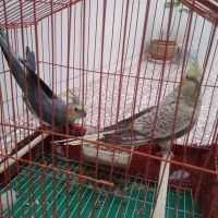 عروس هلندی معاوضه با قناری|پرنده|بروجن, |دیوار