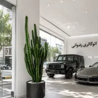 افوربیا به قیمت عمده
