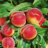 انواع نهال های خرمالو|گل و گیاه طبیعی|بابل, |دیوار