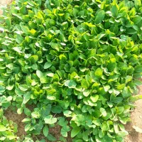 نشا «برگ قرمز »بنیاد کاکی(پزه )|خدمات باغبانی و درختکاری|کاکی, |دیوار