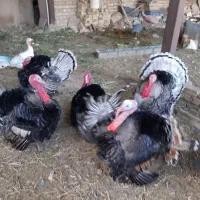 بوقلمون محلی وقو|حیوانات مزرعه|ضیاء آباد, |دیوار