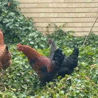 مرغ و خروس و اردک