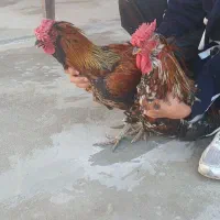 خروس گلین لری