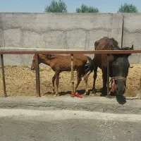 اسب|اسب و تجهیزات اسبسواری|زنجان, |دیوار