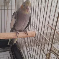 عروس هلندی ۴ماهه دستی