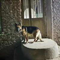 سگ ژرمن|سگ|میاندوآب, |دیوار