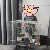 یک جفت جوجه هلندی بالغ گل باقالی