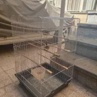 سهره|پرنده|مشهد, سید رضی|دیوار