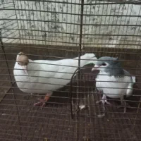 کبوتر رنگی|پرنده|شوشتر, |دیوار