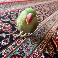 طوطی گمشده|پرنده|شیراز, جانبازان|دیوار